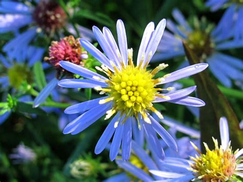 The Joyce Road Neighborhood: Wildflower - Blue Wood Aster