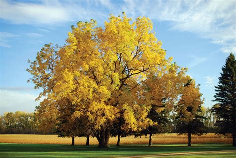 Walnut Tree Pictures, Information on the Walnut Tree Species