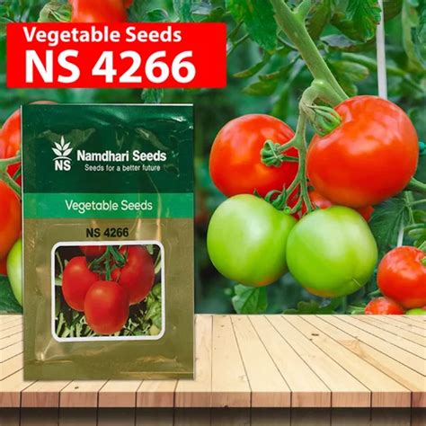 Namdhari NS 4266 Tomato Seeds at Rs 640.00 | Tomato Seeds | ID ...