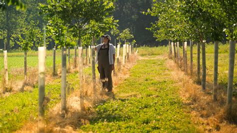 Advancing Agroforestry in the Midwest: Hudson Demonstration Farm | US Nature4Climate