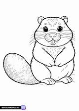 Free groundhog coloring Page  Printable Pages sketch template