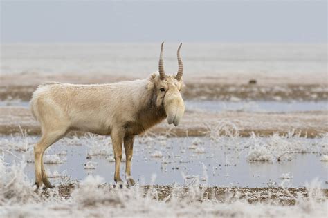 Saiga Reclassified from Critically Endangered to Near Threatened in ...