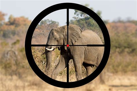 The countries where rich people can hunt endangered animals