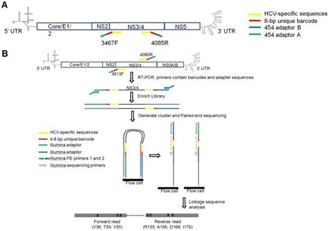 (A) Roche/454 pyrosequencing. Primer binding sites for 454/Roche... | Download Scientific Diagram