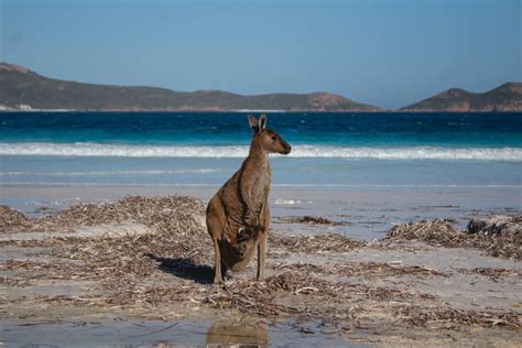 Guide To Seeing The Lucky Bay Kangaroos - Suzy Stories