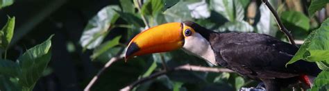 Toco Toucan Habitat