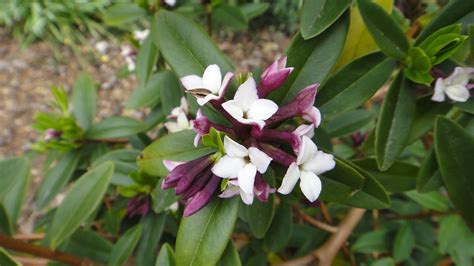 My photo of Daphne odora; evergreen shrub with clusters of intensely ...