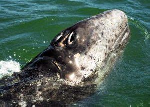 baby gray whales | Cabo Whale Trek