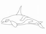 Killer Whale To Color Coloring Page  Free Printable Pages For sketch template