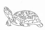 Free Printable Turtle Coloring Pages For Kids sketch template