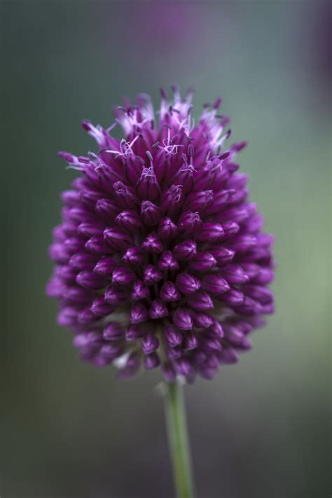 Allium sphaerocephalon Seeds £2.95 from Chiltern Seeds - Chiltern Seeds Secure Online Seed ...