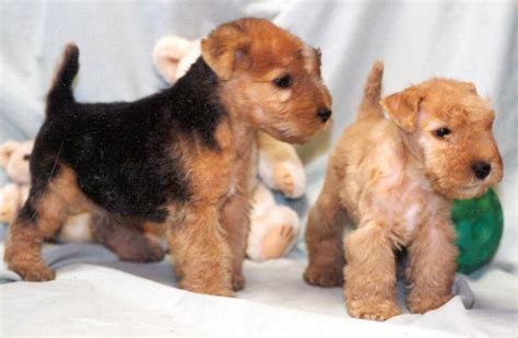 Lakeland Terrier Info, Temperament, Training, Puppies, Pictures