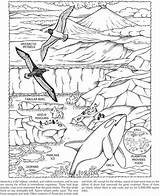 Tundra Animals And Plants Coloring Pages sketch template