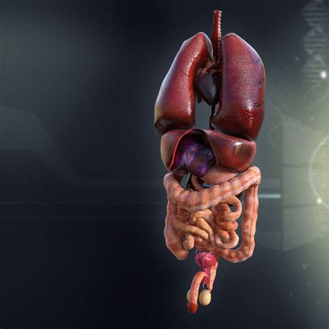 Human Male Internal Organs 3d Model Cgtrader | Images and Photos finder