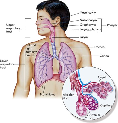 Structure and Function of the Pulmonary System | Basicmedical Key