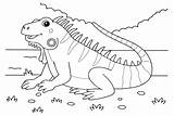 30  Iguana Coloring Pages Free Printable PDF & Online sketch template