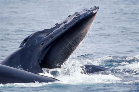 Fascinating Facts About Humpback Whales’ Teeth – Ocean Action Hub