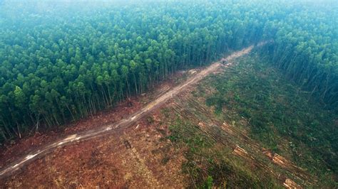 Rivers in the Sky: How Deforestation Is Affecting Global Water Cycles - Yale E360