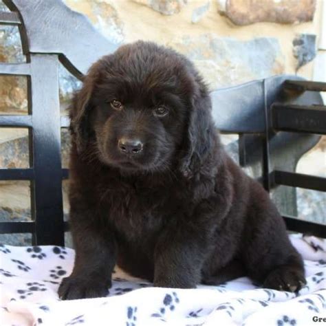 Golden Newfie Puppies for Sale | Greenfield Puppies