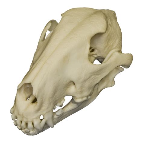 Replica Bull Terrier Dog Skull For Sale – Skulls Unlimited International, Inc.