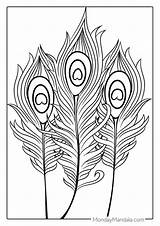 Peacock Feather Coloring Page sketch template
