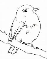 Robin Coloring Pages  Best For Kids Bird coloring sketch template