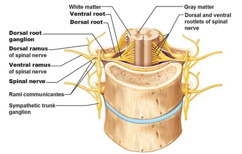 ventral root – Liberal Dictionary