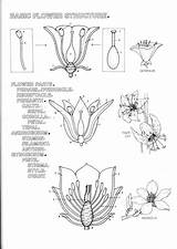 Botany Coloring Book Pages sketch template