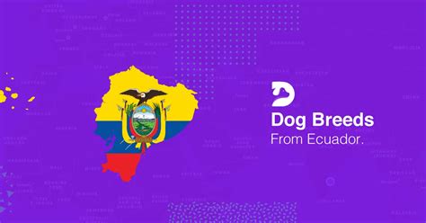 🇪🇨 Ecuador Dog Breeds: Hairless Dog From Center Of The Earth