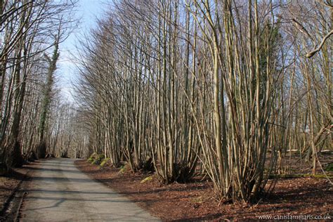 Temperate Climate Permaculture: Permaculture Projects: Coppicing