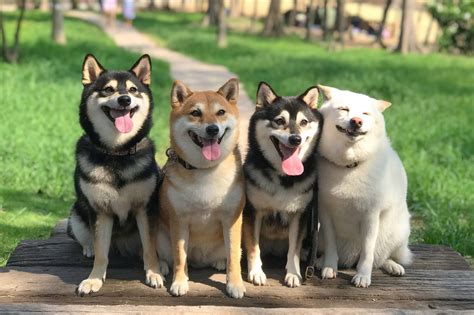 The Shiba Inu - Doggie Training Centre