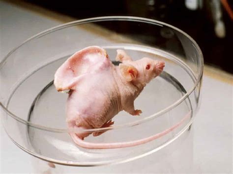 Top Ten Animal-Human Hybrids Ever Created - BioTecNika