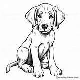 Great Dane Coloring Pages  Free & Printable sketch template