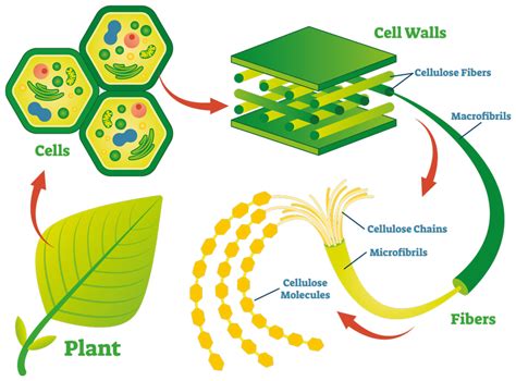 Cellulose nanodefects: The key to biofuels and biomaterials of the future - Research Outreach