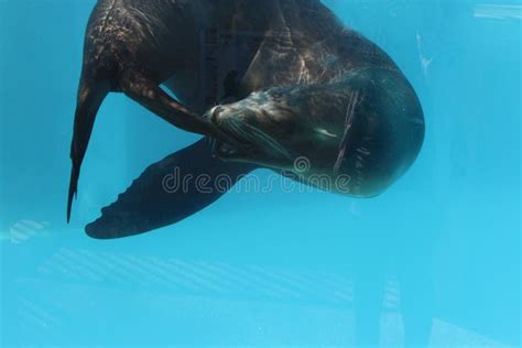 Sea lion biting its tail stock image. Image of swims - 106648973