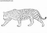 How To Draw A Jaguar  Easy Drawing Art sketch template