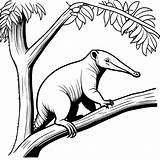 Anteater Climbing Tree coloring page Lulu Pages sketch template