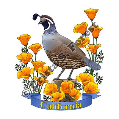 Crista Forest's Animals & Art: California State Bird and Flower Color Version -WIP6