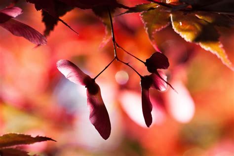 Free Images : nature, branch, blossom, bokeh, sunlight, flower, petal, red, autumn, colorful ...