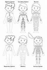 Human Body Systems Coloring Pages Sketch Coloring Page sketch template