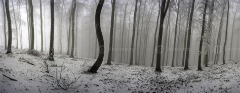 Winter beech forest 11022402 Stock Photo at Vecteezy