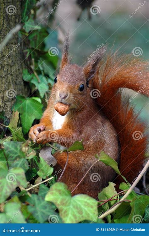 Red Squirrel Eating a Hazelnut Stock Image - Image of tail, vulgaris: 5116939