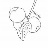 Big Apple Coloring Page For Kids  Free Printable Pages sketch template