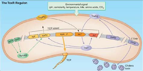 Diagram of the vibrio cholerae ToXR regulon and ctxAB expression, with ...