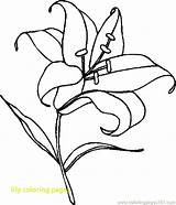 Tiger Lily Coloring Pages At GetColoringscom  Free Printable sketch template