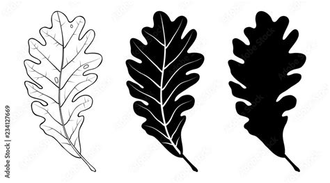 Oak leaf. Linear, silhouette isolated on white background. Vector ...