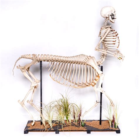 Real "Centaur" Skeleton For Sale — Skulls Unlimited International, Inc.