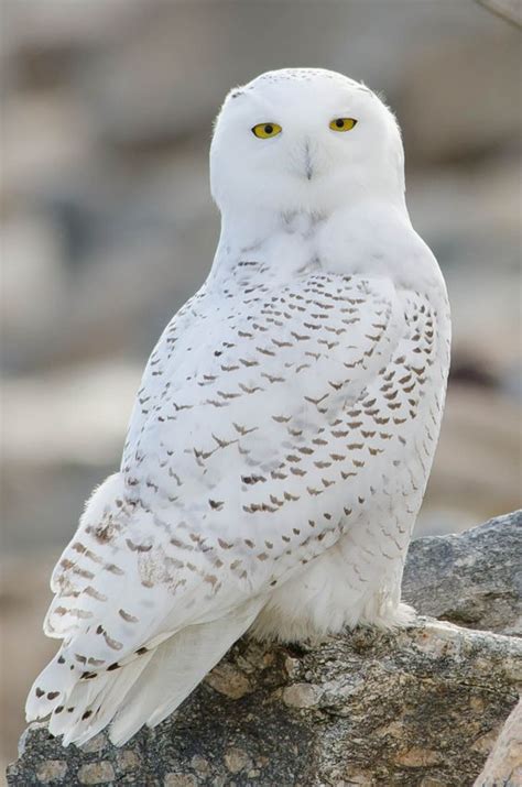 Snowy owl the white bird - Pets Planet