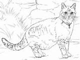 Ausmalbilder Detaillierte Katze  Malvorlagen Kostenlos Zum Ausdrucken sketch template