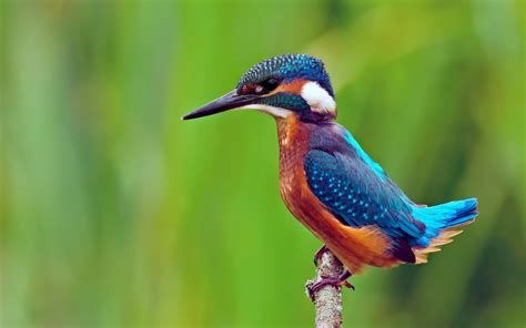 Picture of Kingfisher Bird on Animal Picture Society